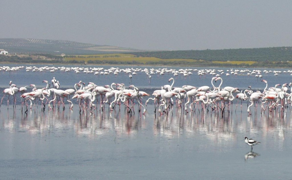 Flamencos en la laguna de fuente de piedra