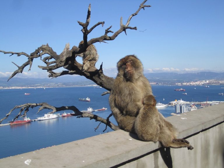 monos de gibraltar 1 768x576