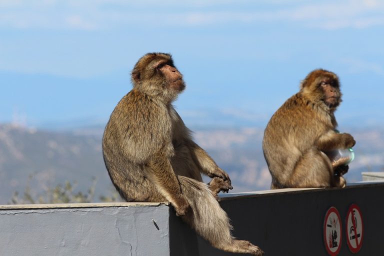 monos de gibraltar 2 768x512