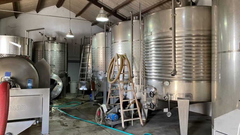visita bodega perez hidalgo 11 768x432