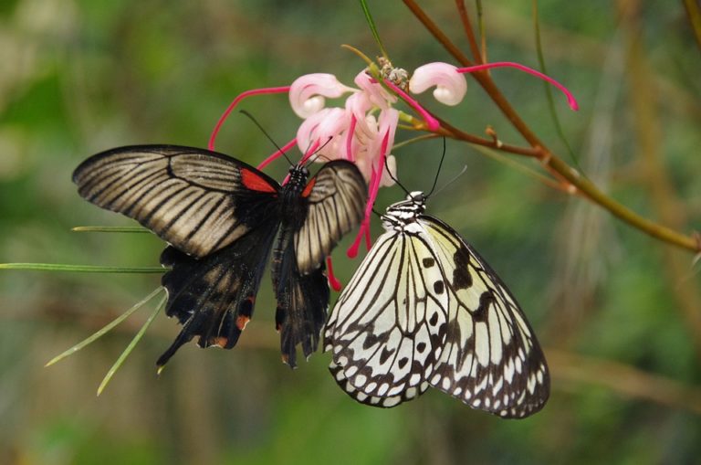 Mariposario de benalmadena 1 768x509