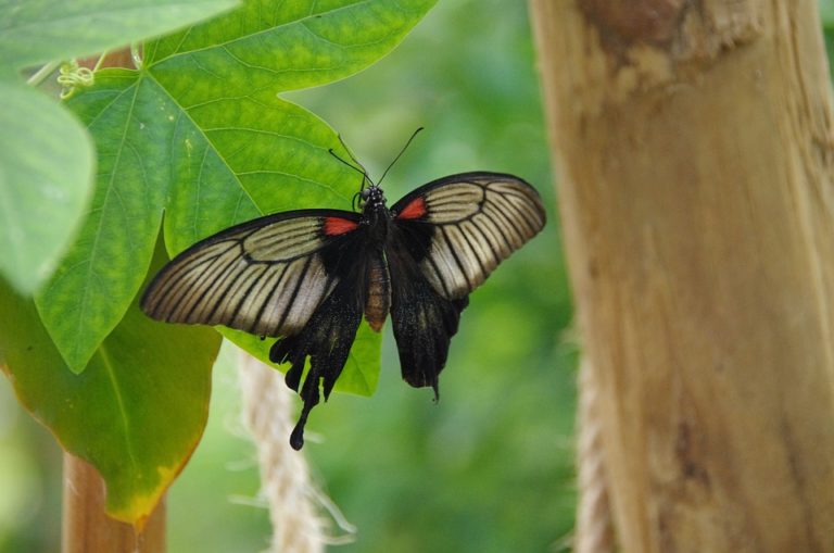 Mariposario de benalmadena 2 768x509