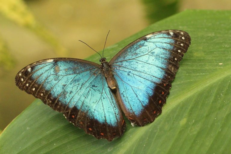 Mariposario de benalmadena Tickets 1 768x512