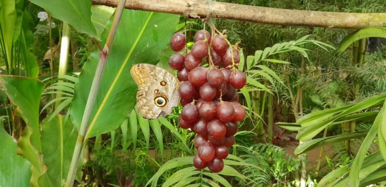 Mariposario de benalmadena Tickets 3 768x373