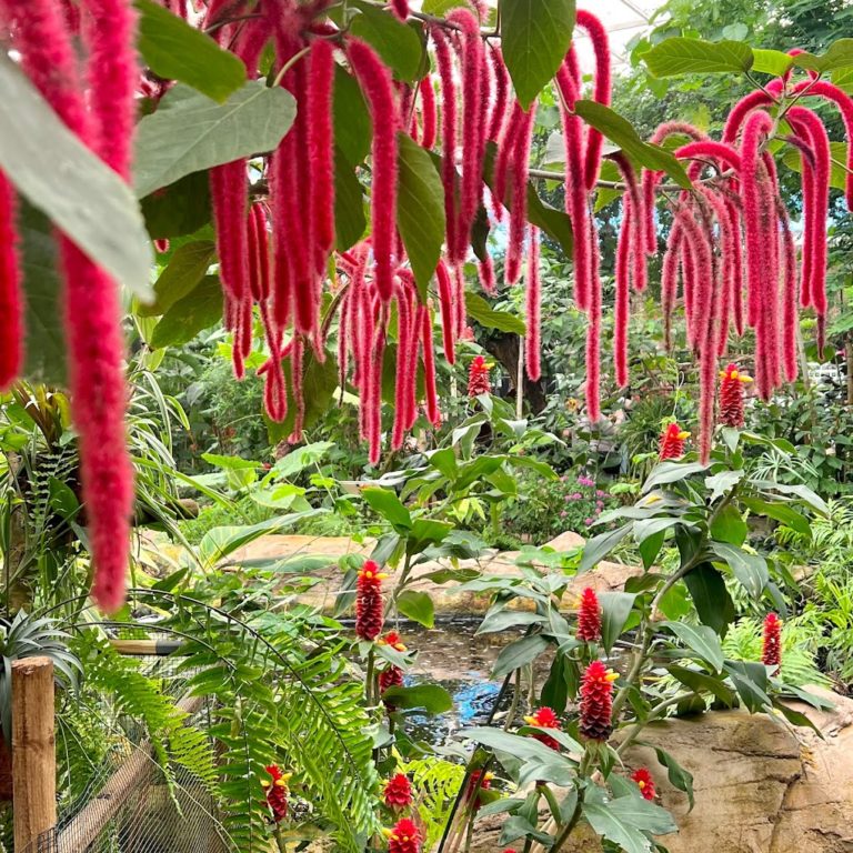 Mariposario de benalmadena Tickets 4 768x768