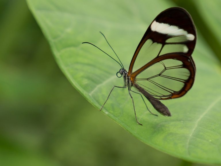 Mariposario de benalmadena entradas 9 768x576