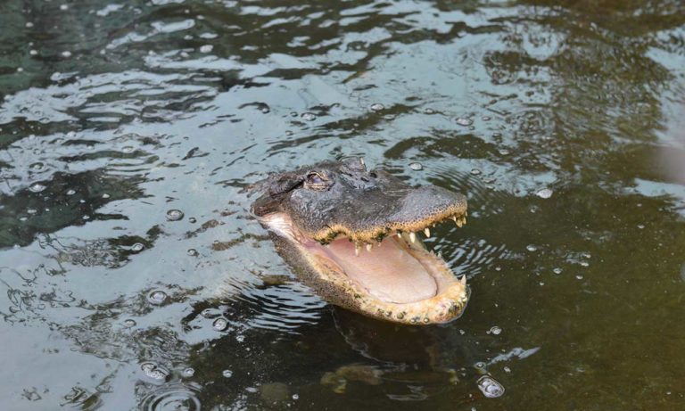 cocodrilos park 1 768x461