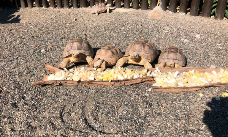 cocodrilos park 2 768x461