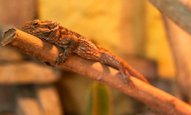 cocodrilos park 3 768x461