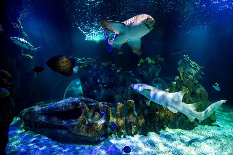 entradas Sea Life Benalmadena 10 768x512