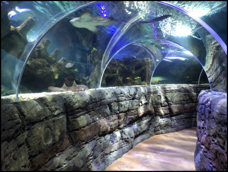 entradas Sea Life Benalmadena 3 768x577