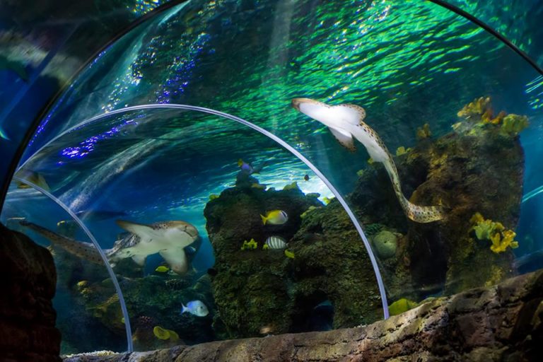 entradas Sea Life Benalmadena 4 768x512