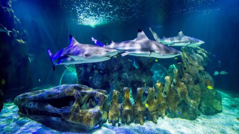 entradas Sea Life Benalmadena 6 768x431