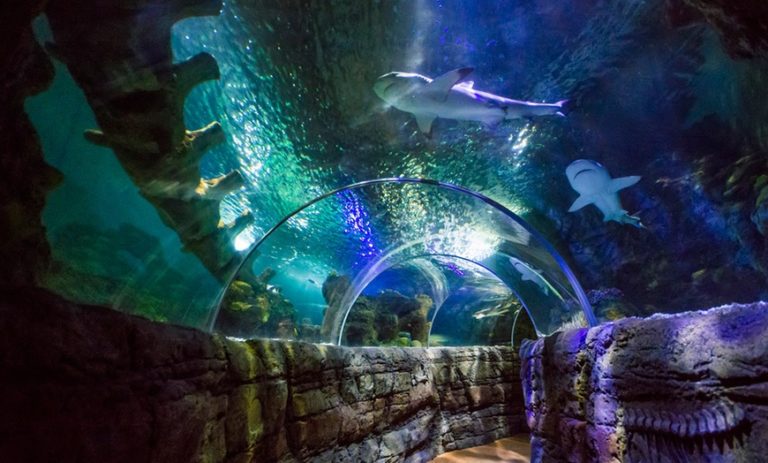 entradas Sea Life Benalmadena 7 768x463