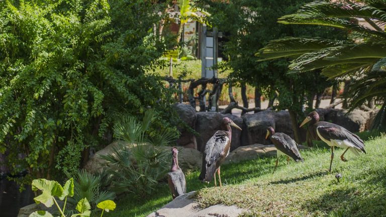 entradas biopark fuengirola 1 768x432