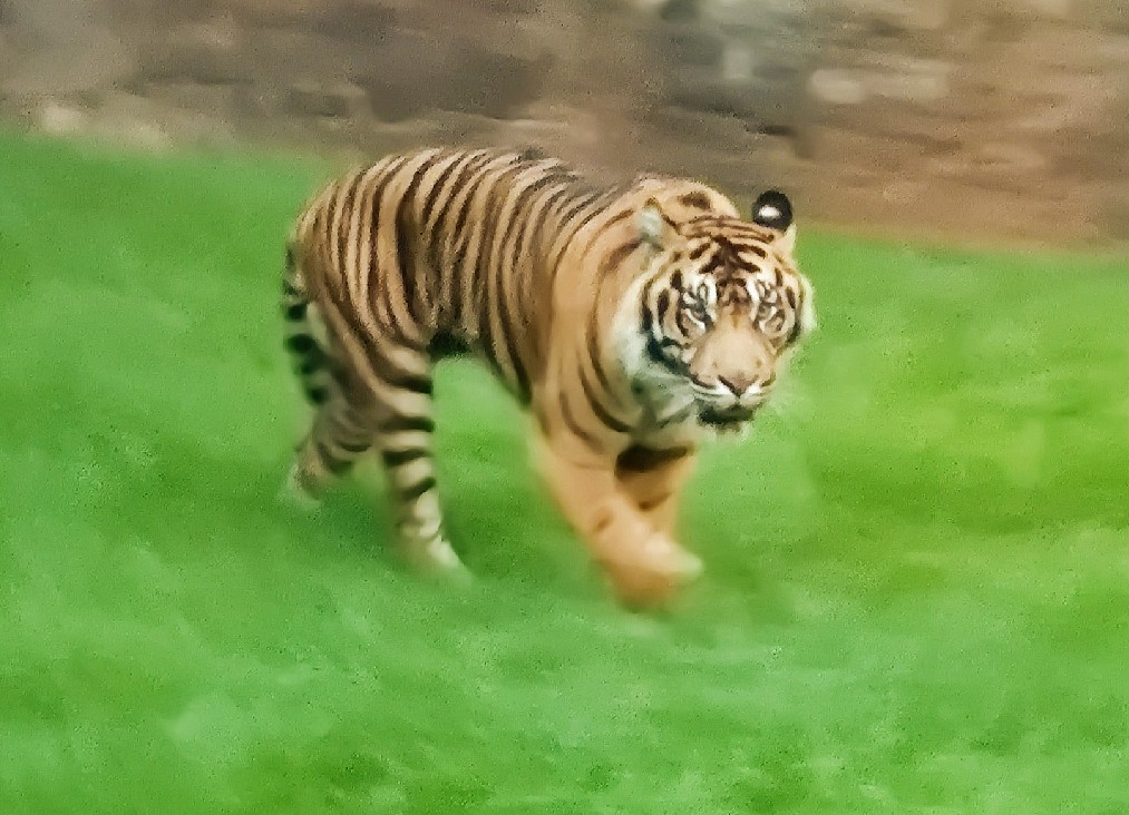 entradas biopark fuengirola 16 1