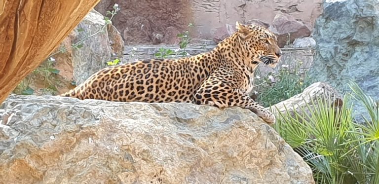 entradas biopark fuengirola 17 768x373