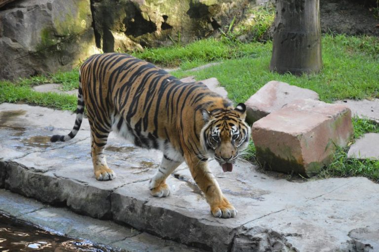 entradas biopark fuengirola 3 768x510