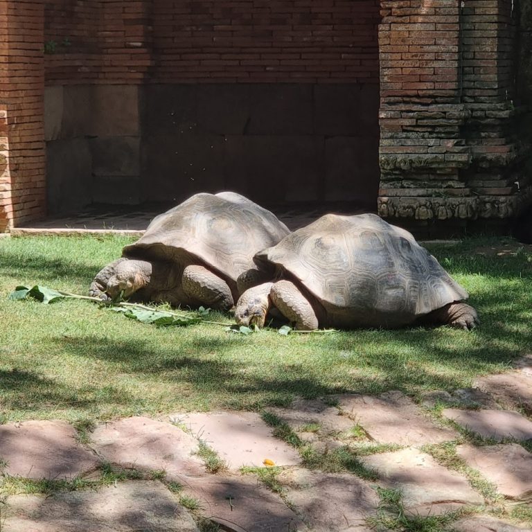 entradas biopark fuengirola 4 768x768