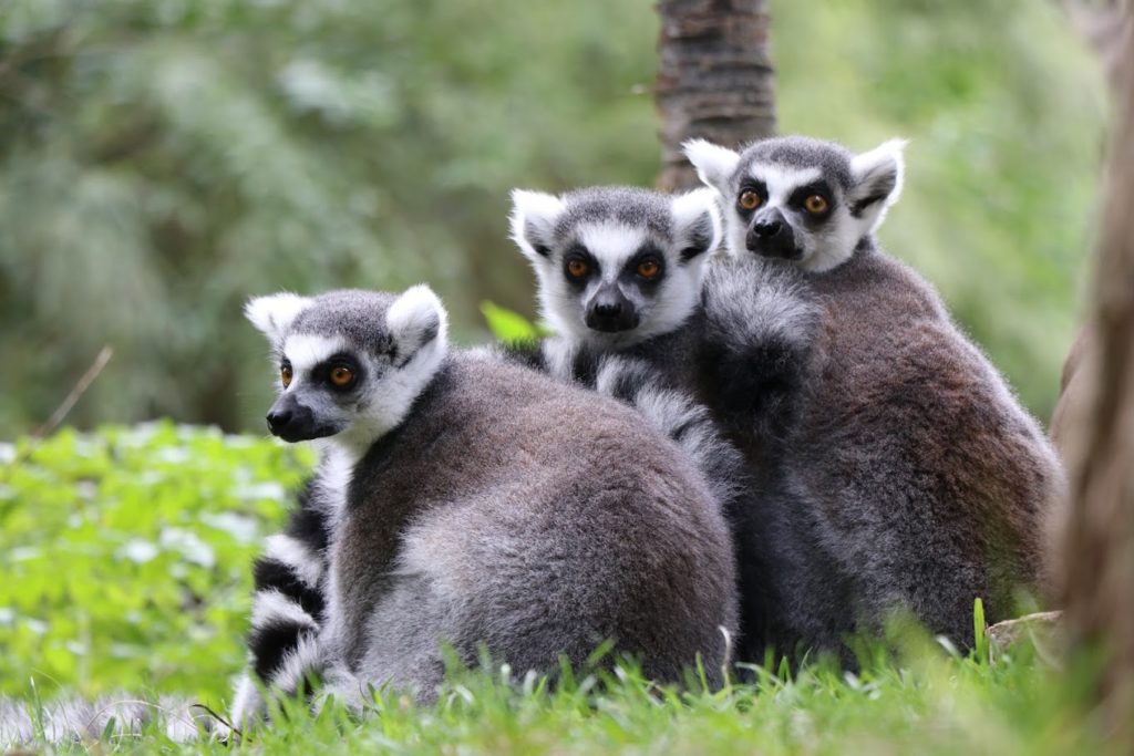 Entradas para zoológico Fuengirola