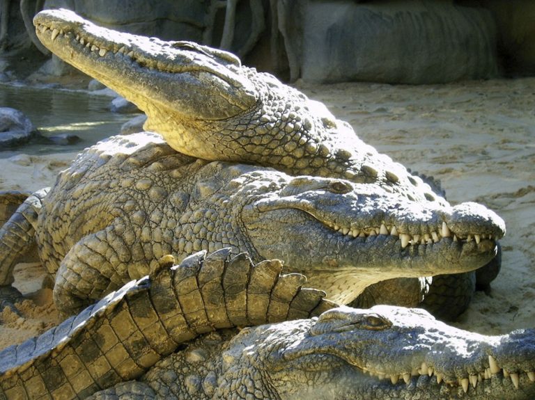 entradas biopark fuengirola 6 768x575