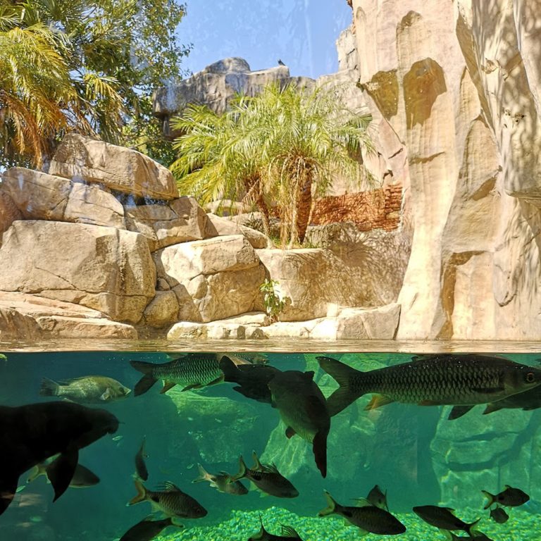 entradas biopark fuengirola 7 768x768