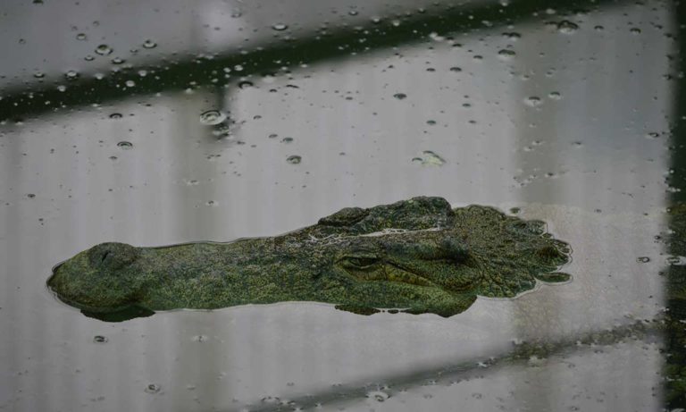 entradas cocodrilos park torremolinos 1 768x461