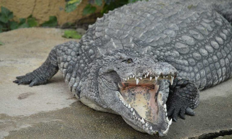 entradas cocodrilos park torremolinos 3 768x461