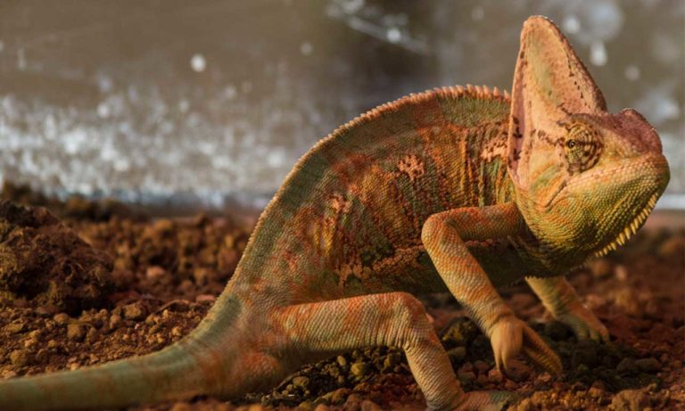 entradas cocodrilos park torremolinos 5 768x461