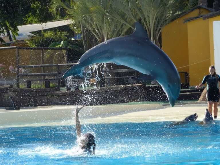 entradas para selwo marina 13 768x576