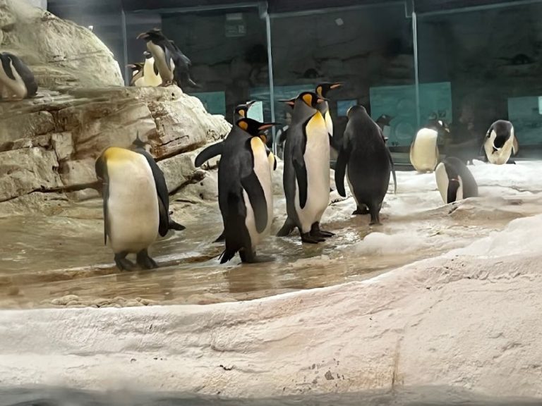 entradas para selwo marina 14 768x576