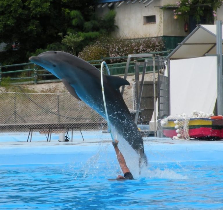 entradas para selwo marina 4 768x724