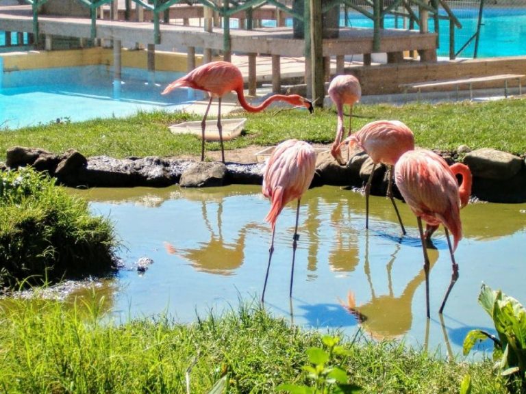 entradas para selwo marina 7 768x576