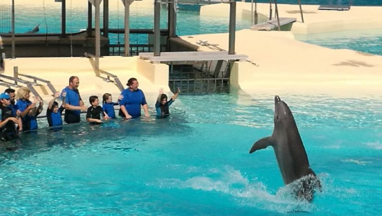 entradas para selwo marina 9 768x434