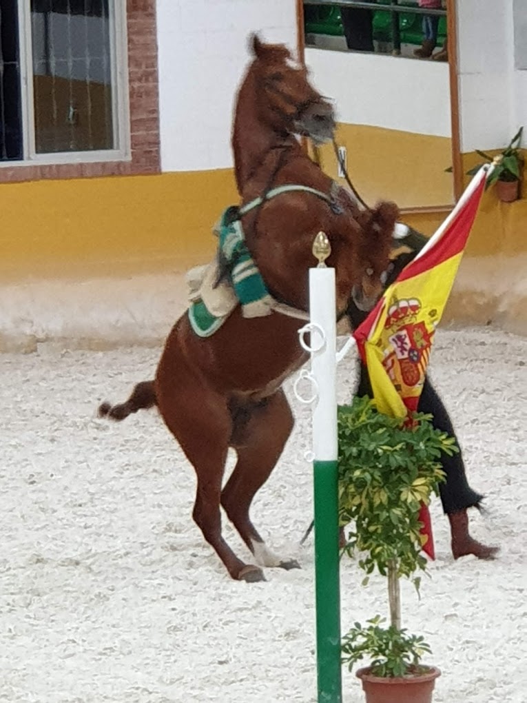 Espectaculo andaluz de caballos y flamenco