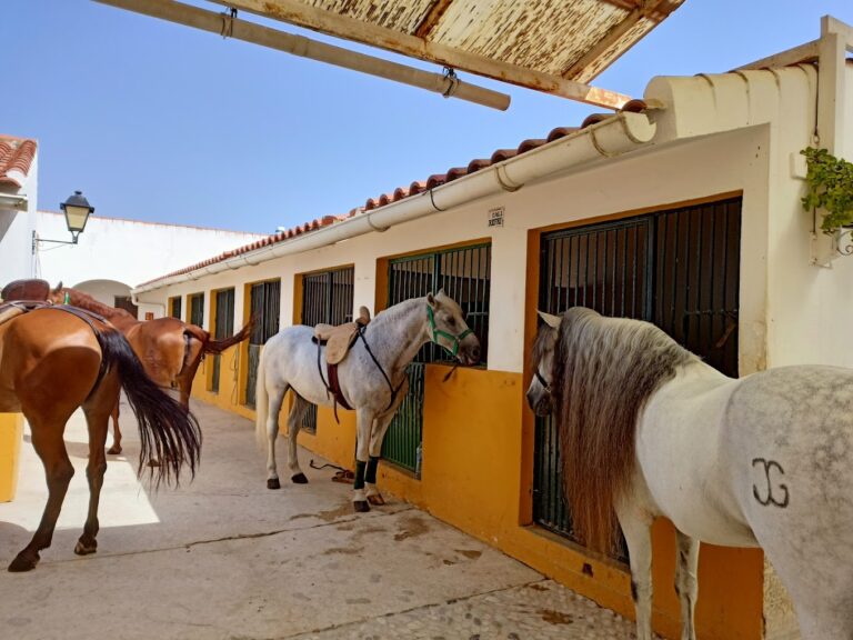 espectaculo andaluz caballos flamenco 2 768x576