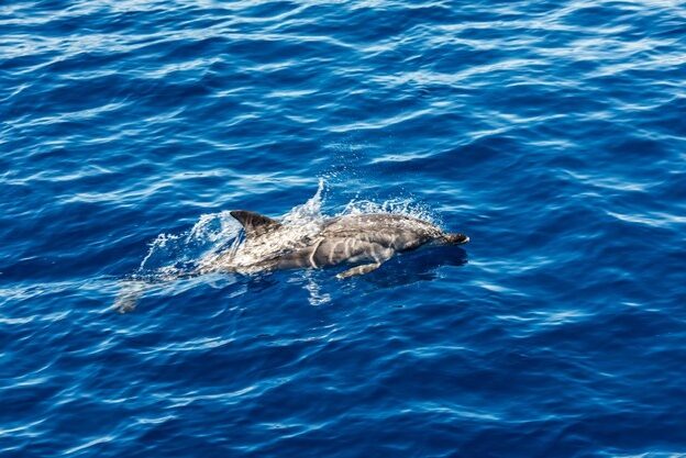 Excursión a Gibraltar con avistamiento de delfines