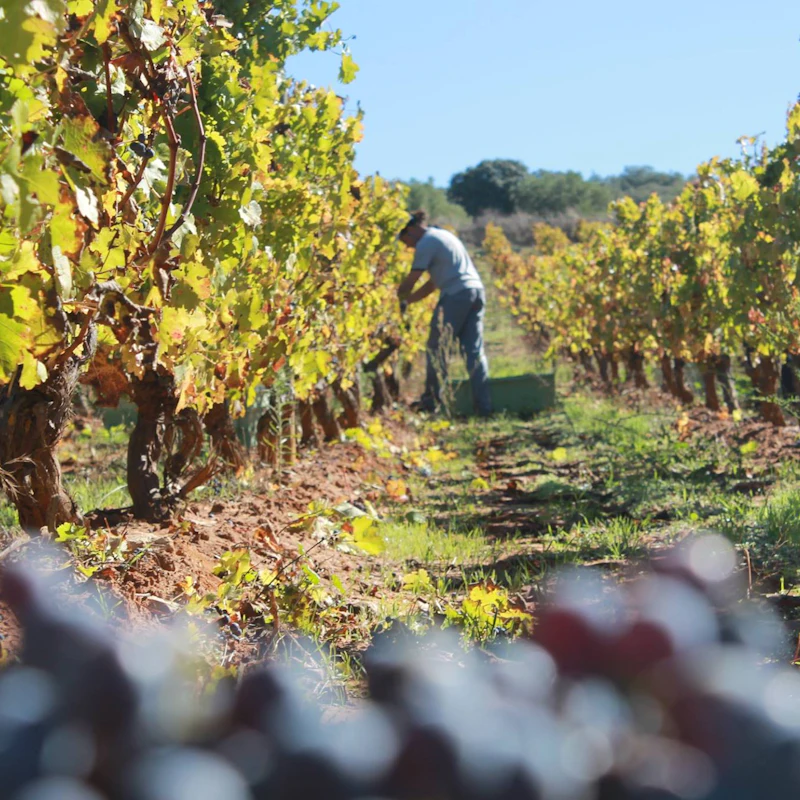 visita bodega dona felisa 7