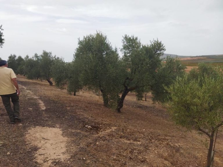 Visita bodega olivar catas aceite vinos 1 768x576