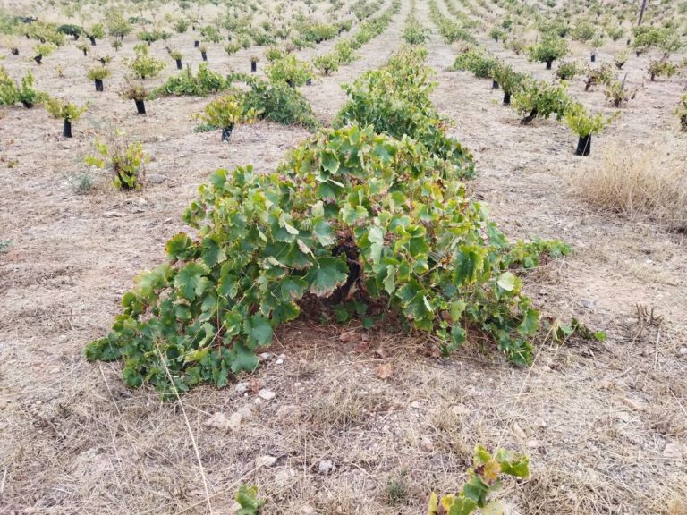 Visita bodega olivar catas aceite vinos 2 768x576
