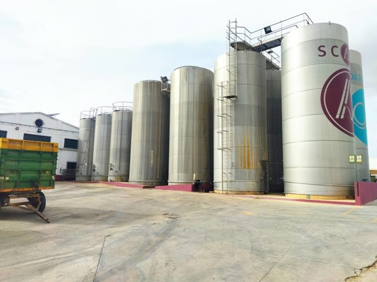 Visita bodega olivar catas aceite vinos 3 768x576