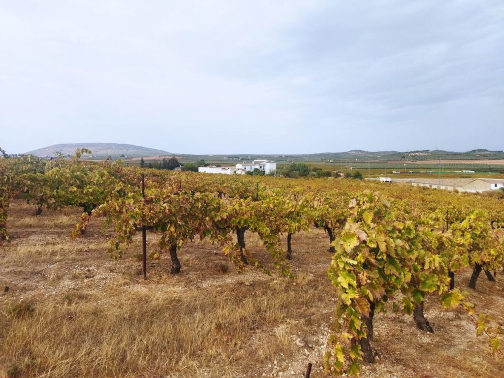 Visita a almazara, bodega y olivar con cata aceite, vinos y tapas