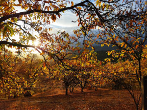 bosque encantado de parauta