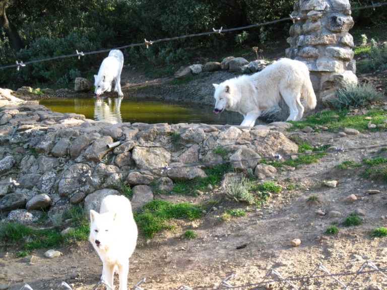 entradas lobo park 1 768x576