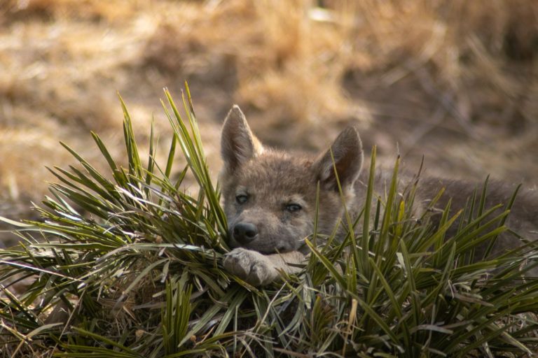 entradas lobo park 4 768x512