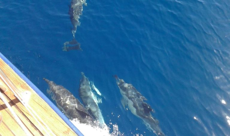 Paseo en velero con delfines 768x456