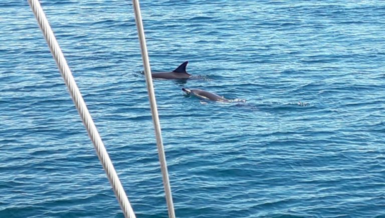 paseo en velero con delfines 2 768x436