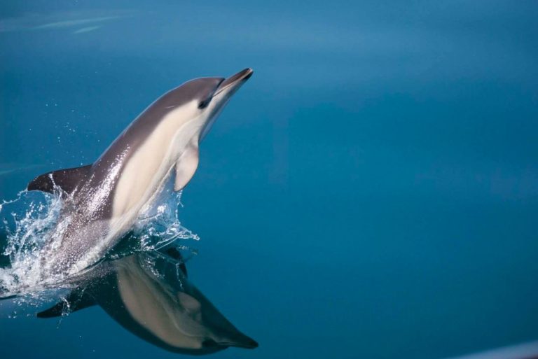 paseo en velero con delfines 3 768x513