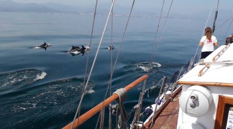 paseo en velero con delfines 4 768x426