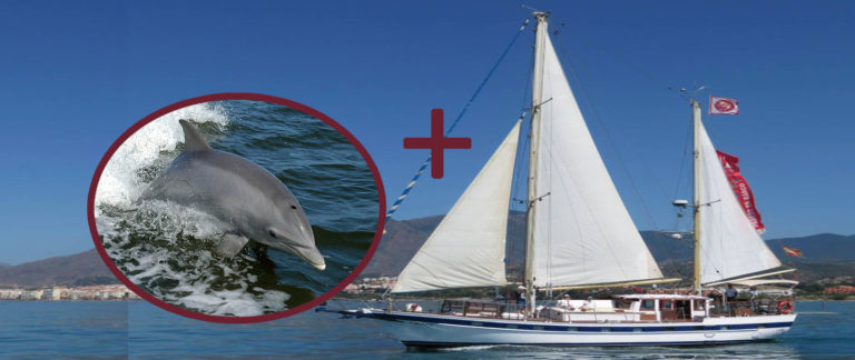 paseo en velero con delfines 7 768x324
